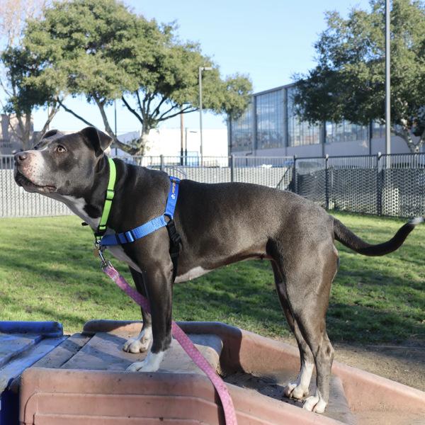 Enlarge Brooklyn, a Adoptable mixed breed in Oakland, CA image 6/6