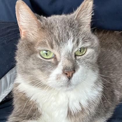 Enlarge Nelly, a Adoptable mixed breed in Ann Arbor, MI image 1/3