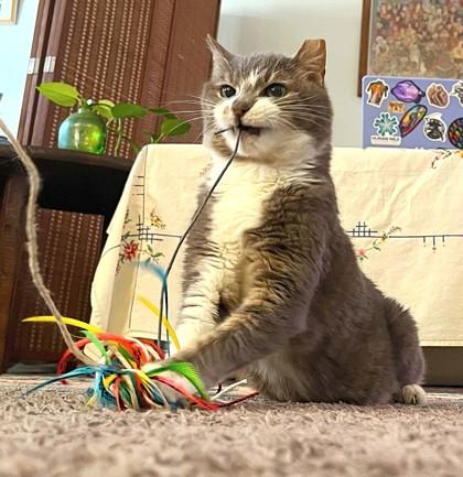 Enlarge Nelly, a Adoptable mixed breed in Ann Arbor, MI image 2/3