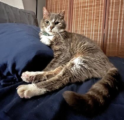 Nelly — thumbnail 3