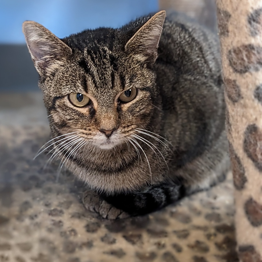 Enlarge Steel Magnolia aka Maggie, a Adoptable mixed breed in Shippenville, PA image 4/6