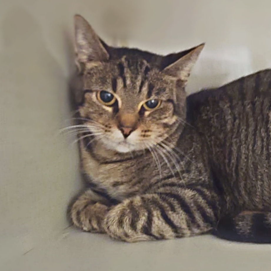 Enlarge Steel Magnolia aka Maggie, a Adoptable mixed breed in Shippenville, PA image 2/6