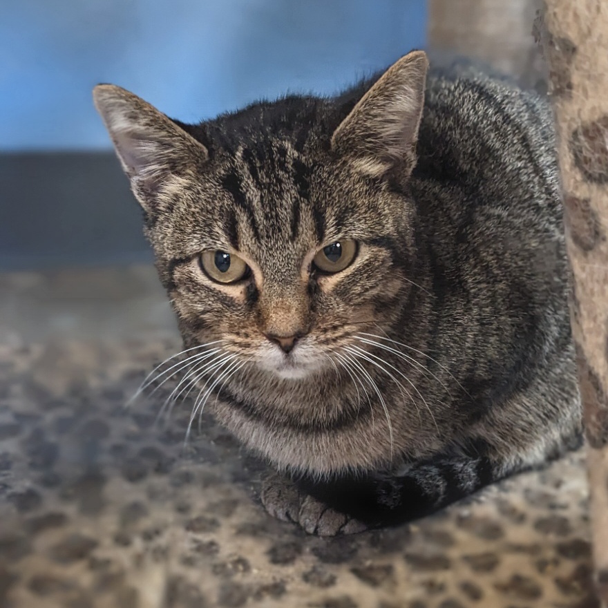 Enlarge Steel Magnolia aka Maggie, a Adoptable mixed breed in Shippenville, PA image 6/6