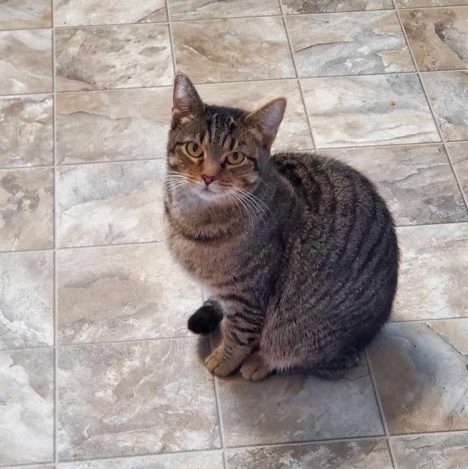 Enlarge Steel Magnolia aka Maggie, a Adoptable mixed breed in Shippenville, PA image 3/6