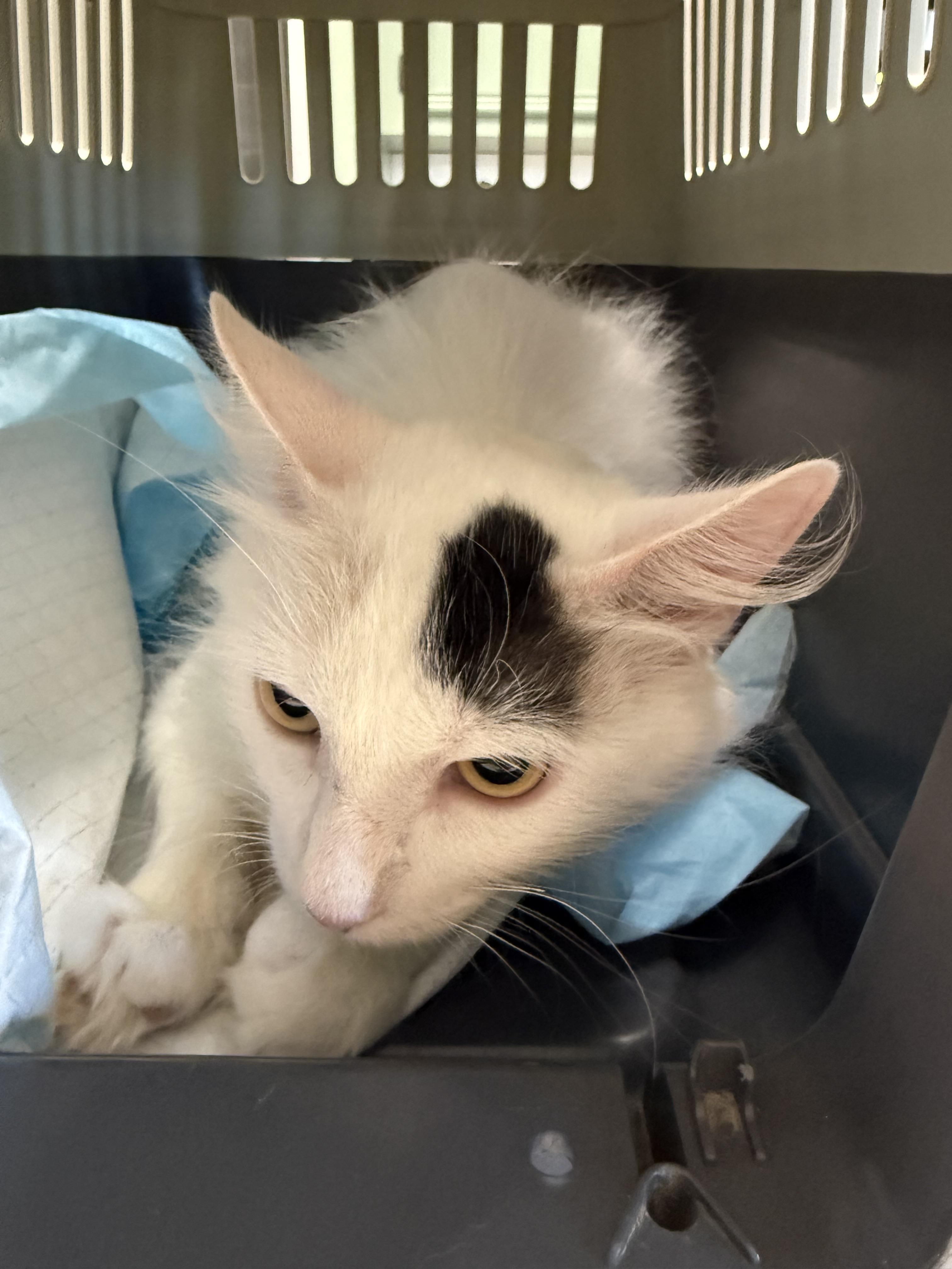 Kim, Adoptable, Young Male Domestic Short Hair.