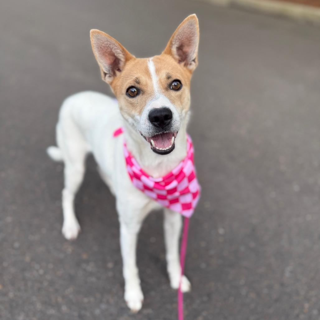 Tequila, Adoptable, Adult Female Chihuahua.