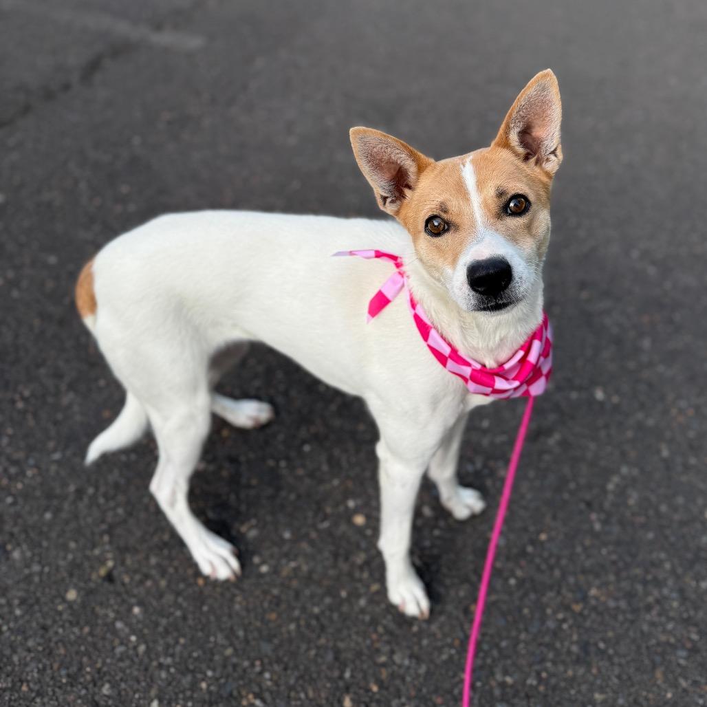 Tequila, a Adoptable Chihuahua in Newberg, OR image 2/6