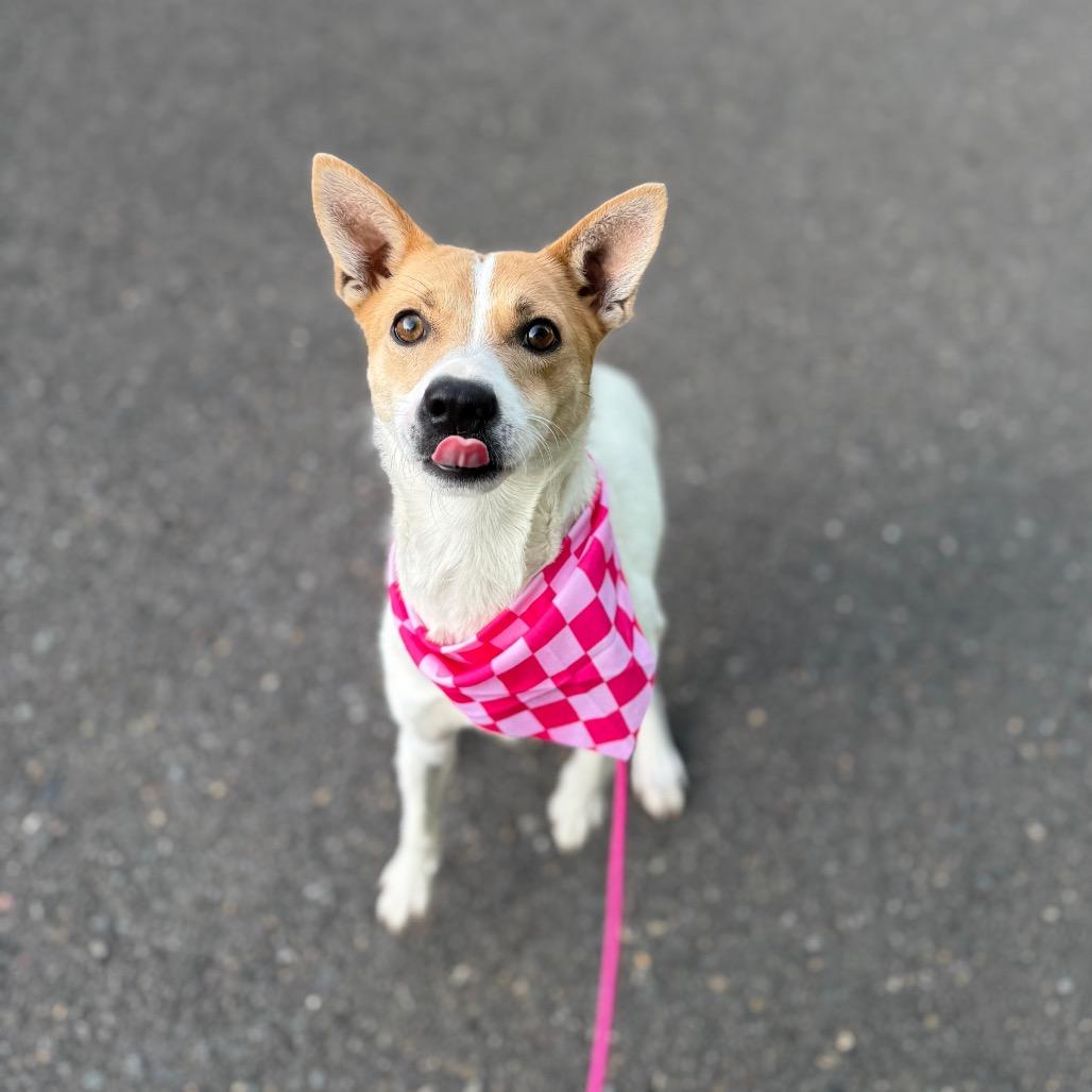 Tequila, a Adoptable Chihuahua in Newberg, OR image 3/6