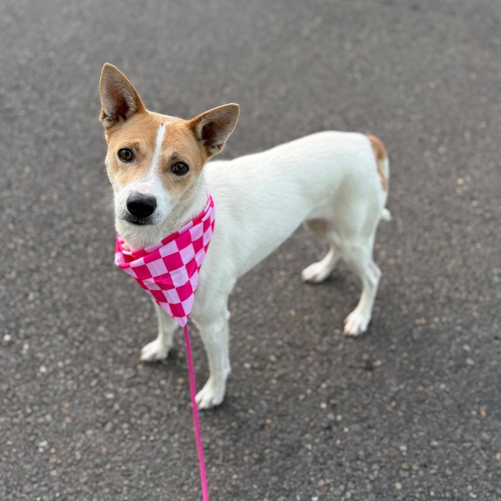 Tequila, a Adoptable Chihuahua in Newberg, OR image 4/6