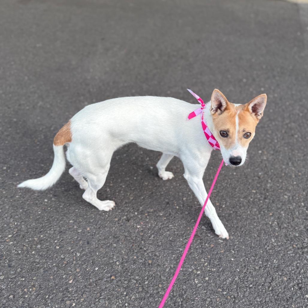 Tequila, a Adoptable Chihuahua in Newberg, OR image 5/6