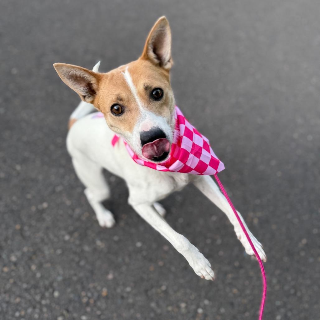 Tequila, a Adoptable Chihuahua in Newberg, OR image 6/6