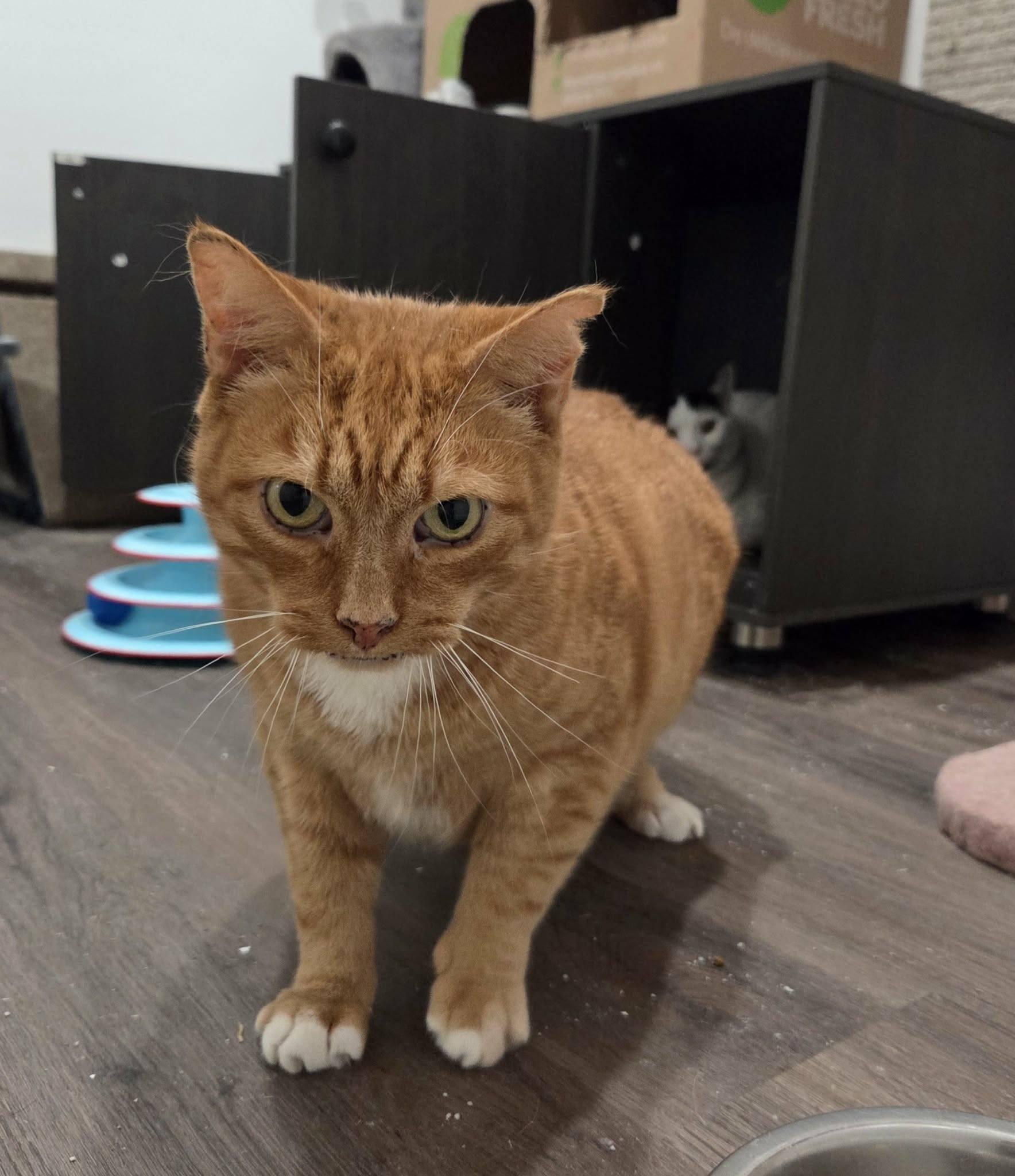 Enlarge Toby, an adoptable Domestic Short Hair in Spencerville, ON image 2/6