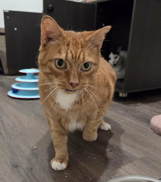 Enlarge Toby, an adoptable Domestic Short Hair in Spencerville, ON image 6/6