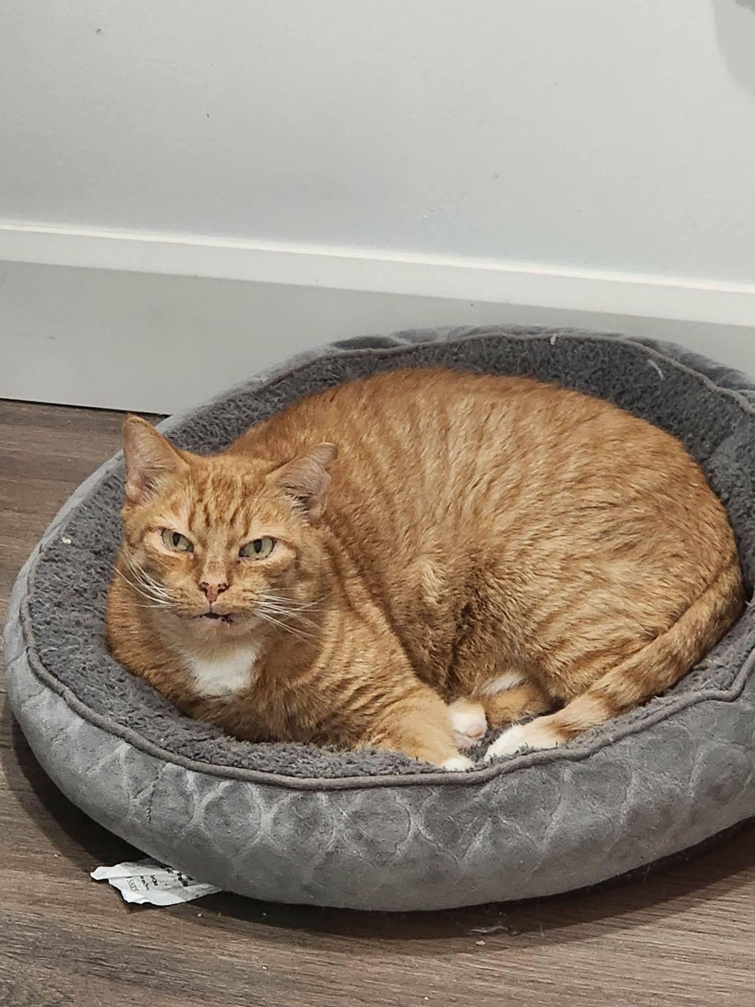 Toby, adoptable, Senior Male Domestic Short Hair.