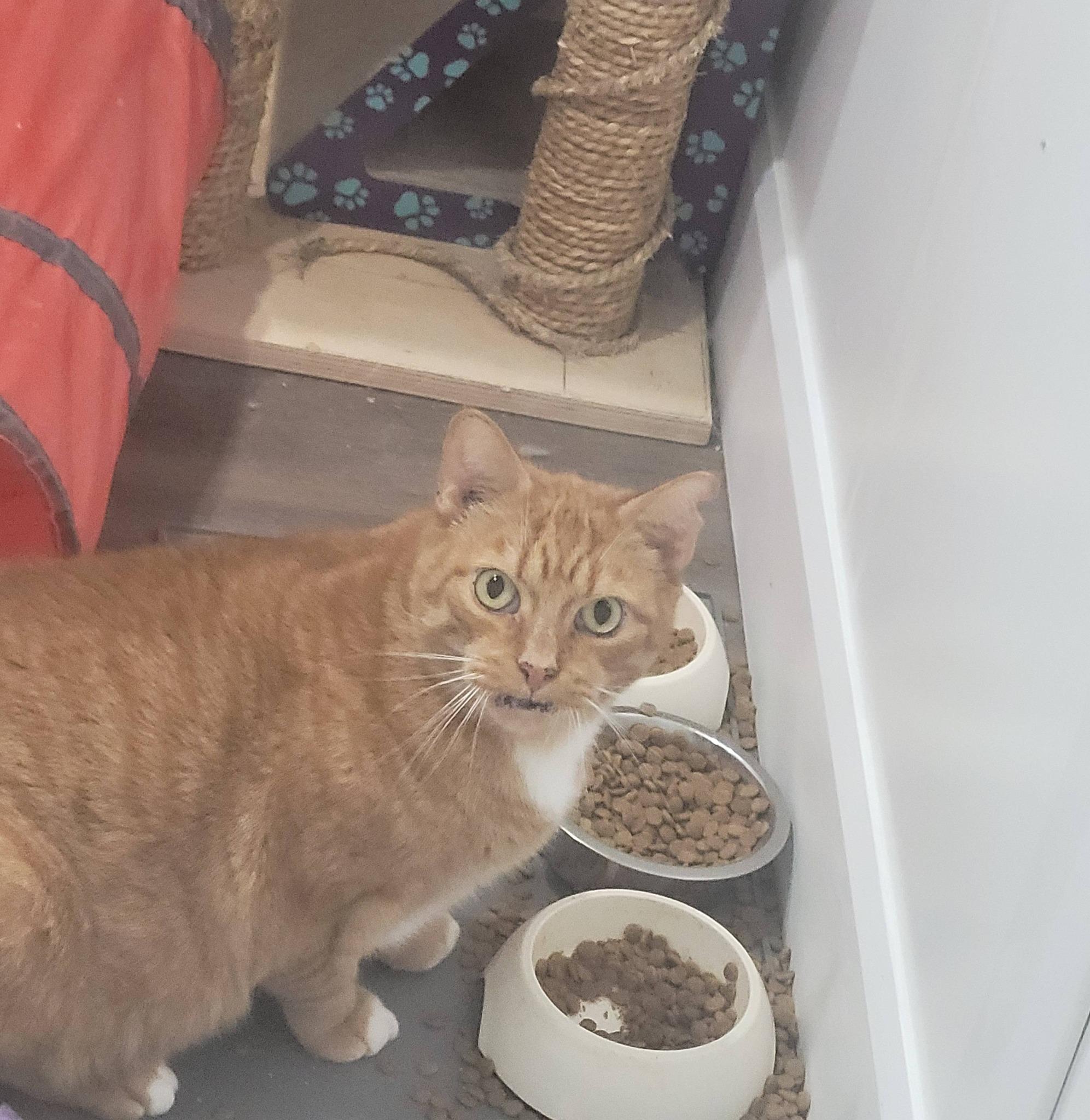 Enlarge Toby, an adoptable Domestic Short Hair in Spencerville, ON image 3/6