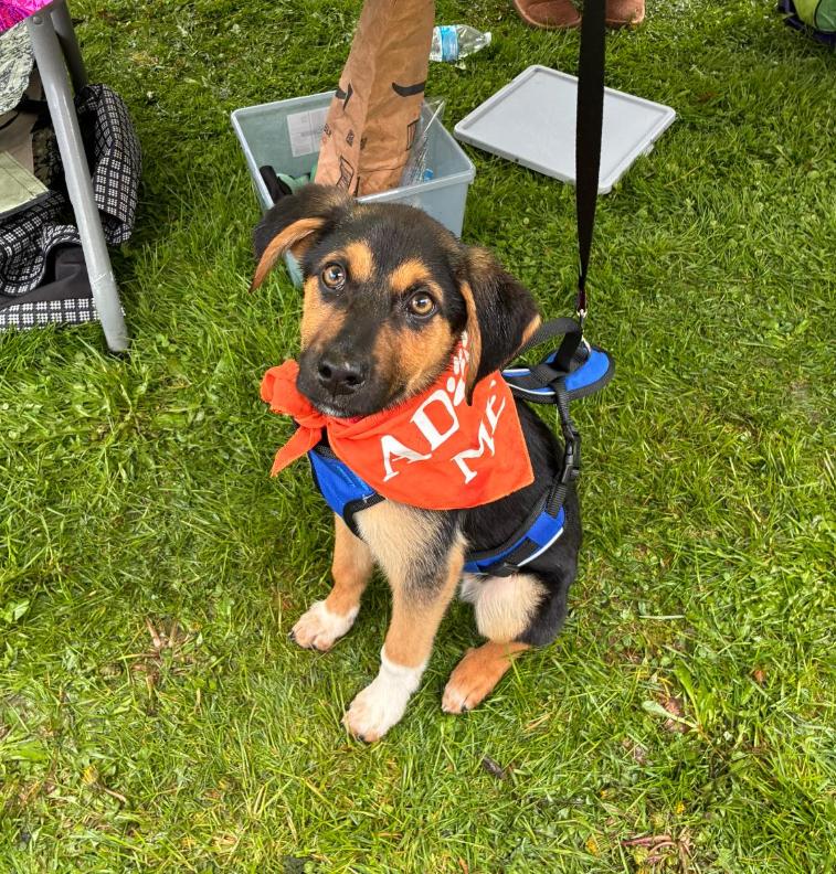 Enlarge Pauly, an adopted mixed breed in Hornell, NY image 1/1