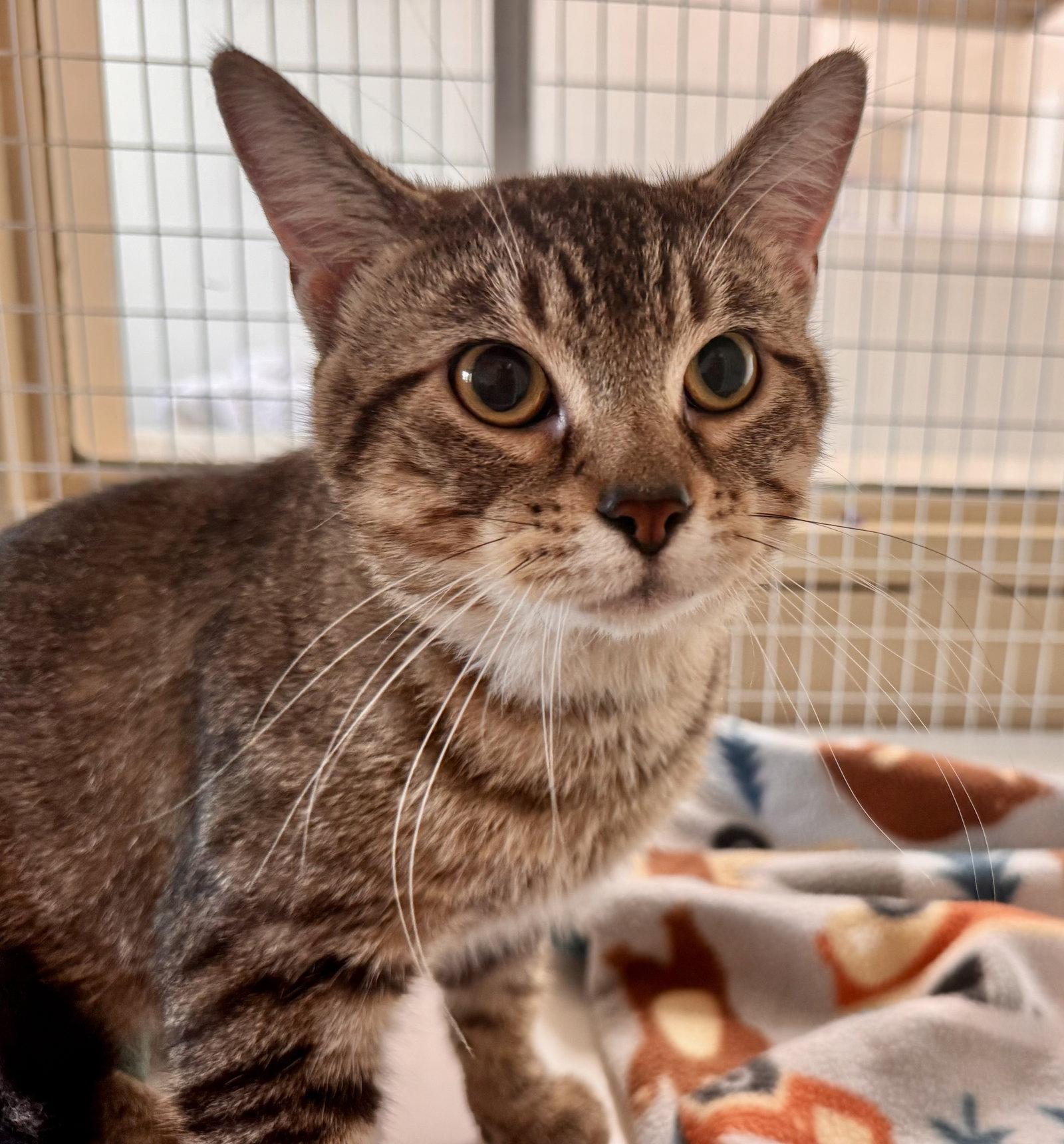 Thumper (Available 8/7/26), Adoptable, Young Male Domestic Short Hair.