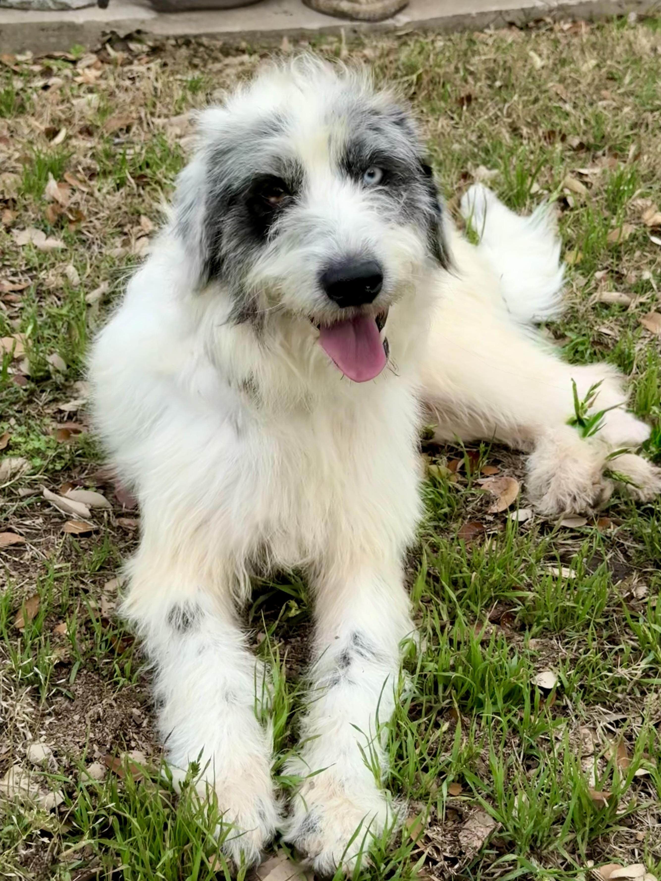 Enlarge Harriet the loveliest of doodles , a ADOPTABLE mixed breed in Lockhart, TX image 2/5