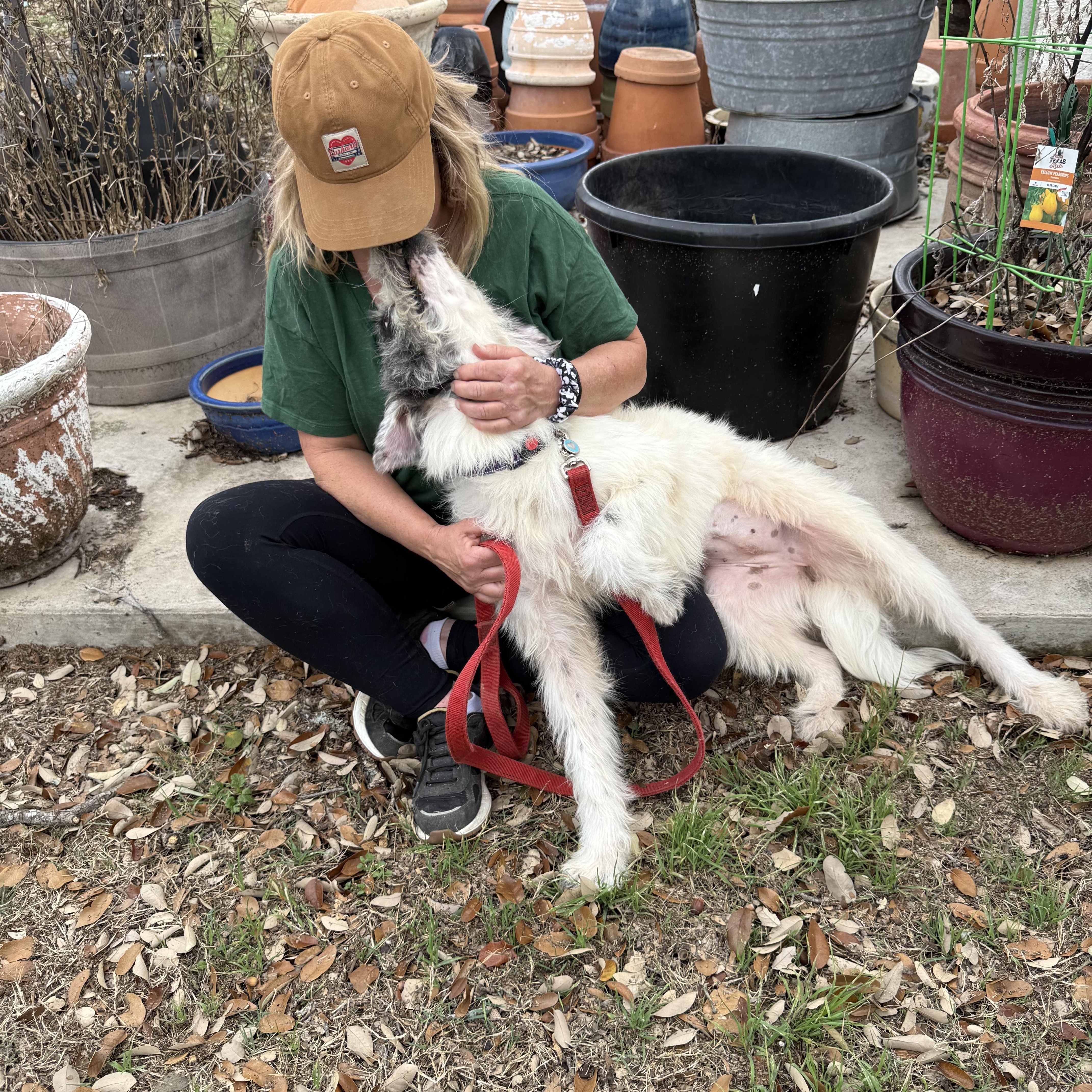 Enlarge Harriet the loveliest of doodles , a ADOPTABLE mixed breed in Lockhart, TX image 4/5