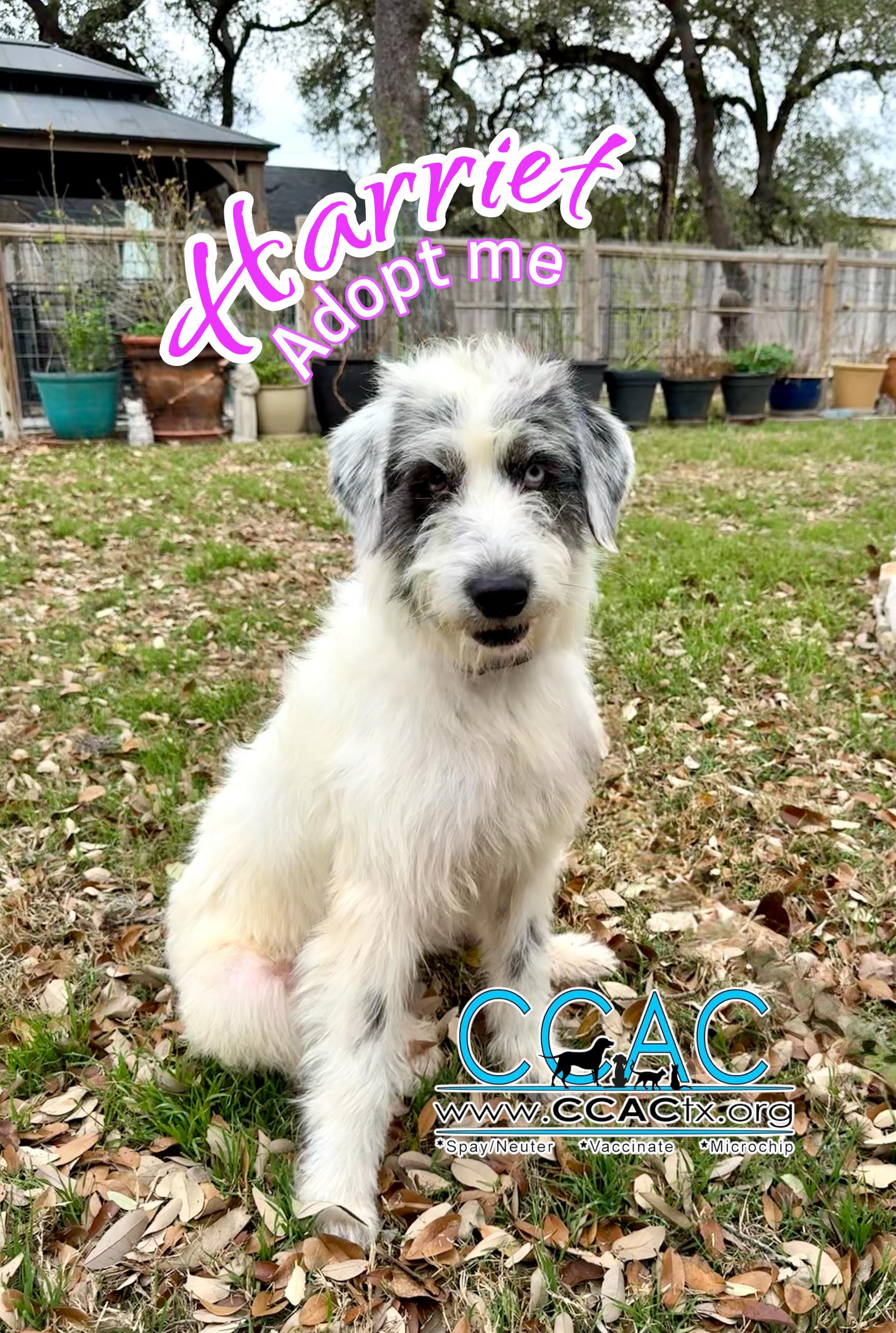 Enlarge Harriet the loveliest of doodles , a ADOPTABLE mixed breed in Lockhart, TX image 1/5