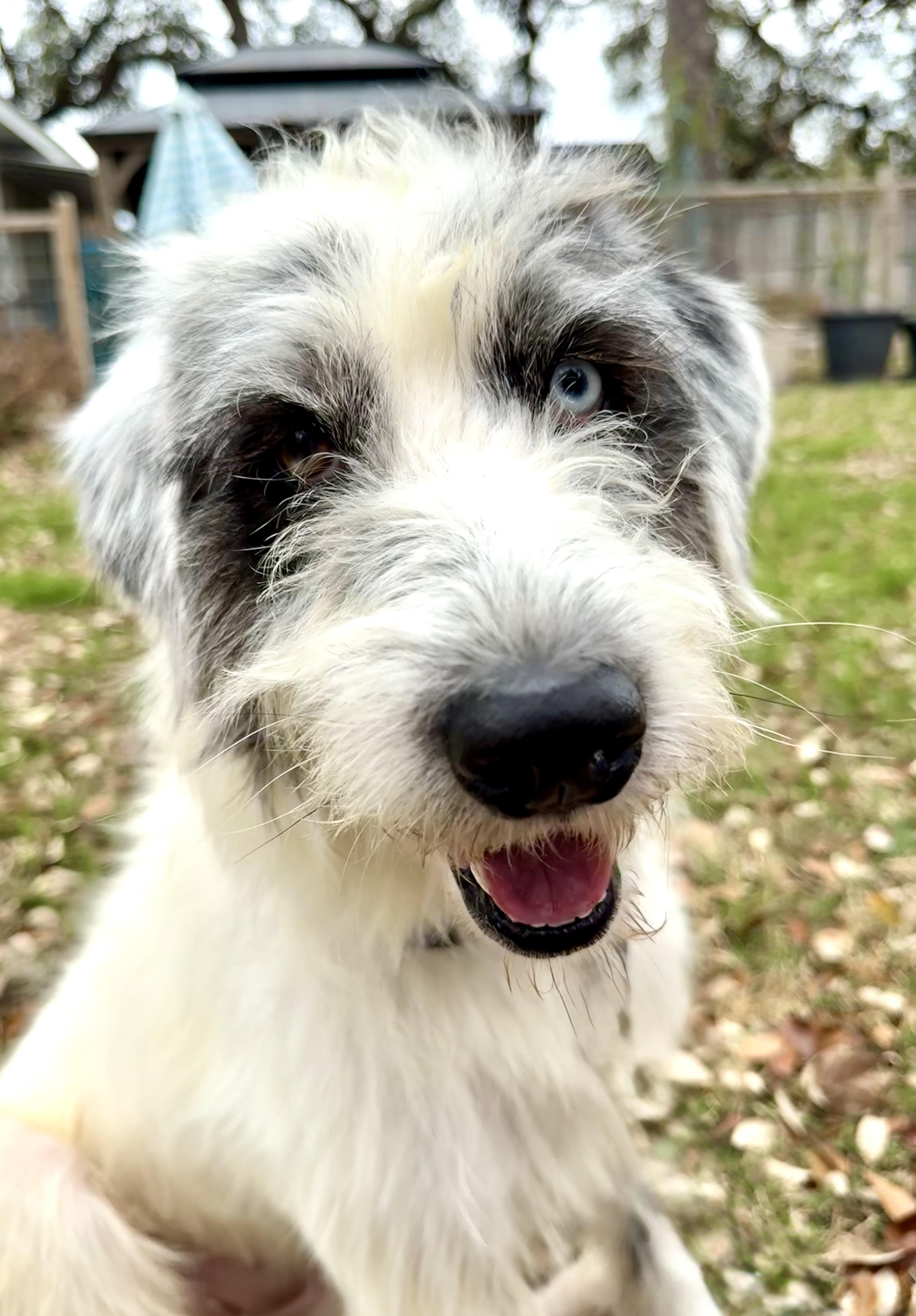 Enlarge Harriet the loveliest of doodles , a ADOPTABLE mixed breed in Lockhart, TX image 5/5
