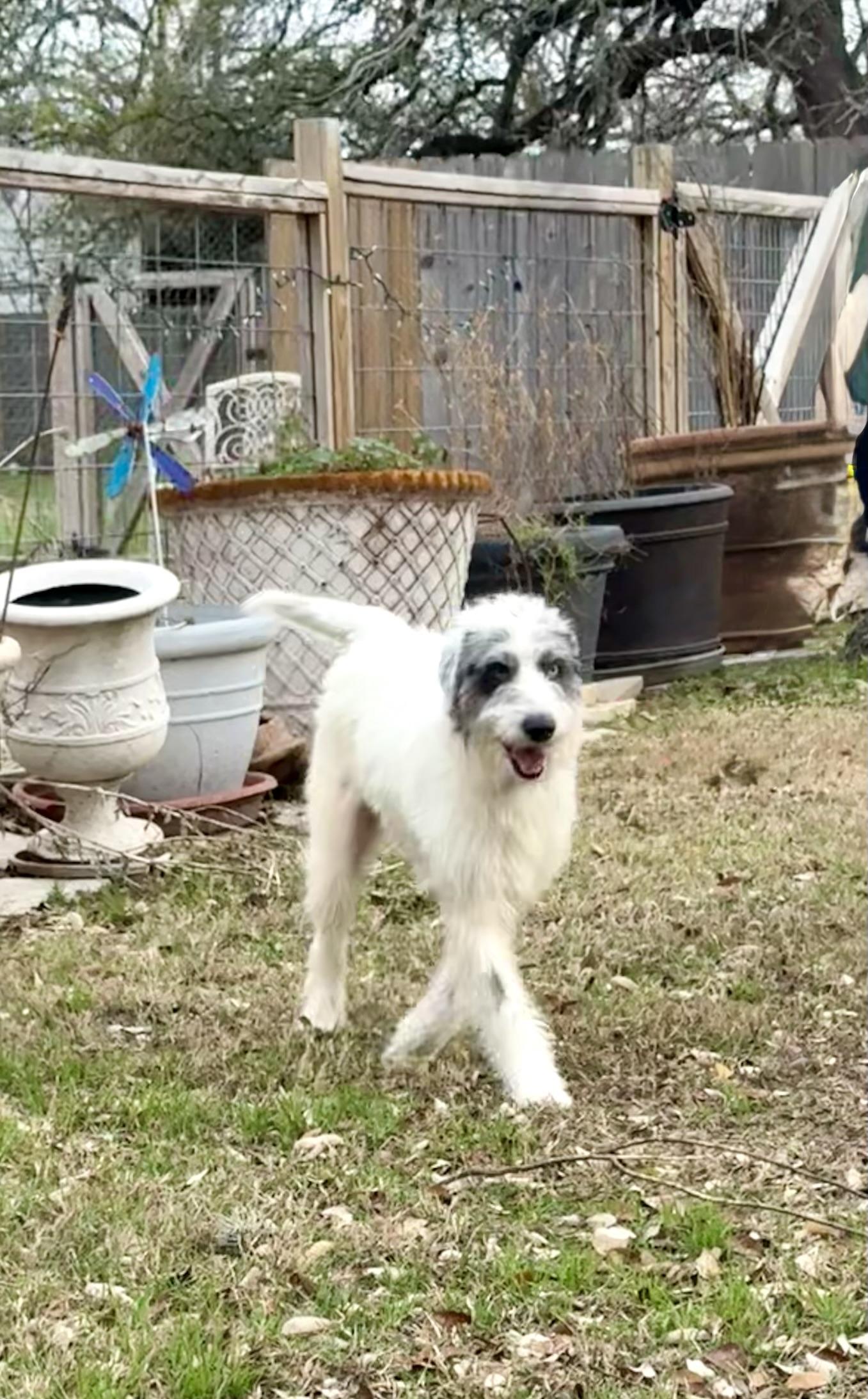 Enlarge Harriet the loveliest of doodles , a ADOPTABLE mixed breed in Lockhart, TX image 3/5