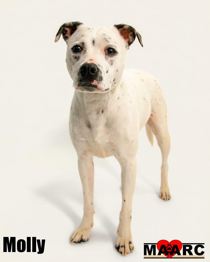 Enlarge Molly, a Adoptable mixed breed in Maryville, TN image 1/2