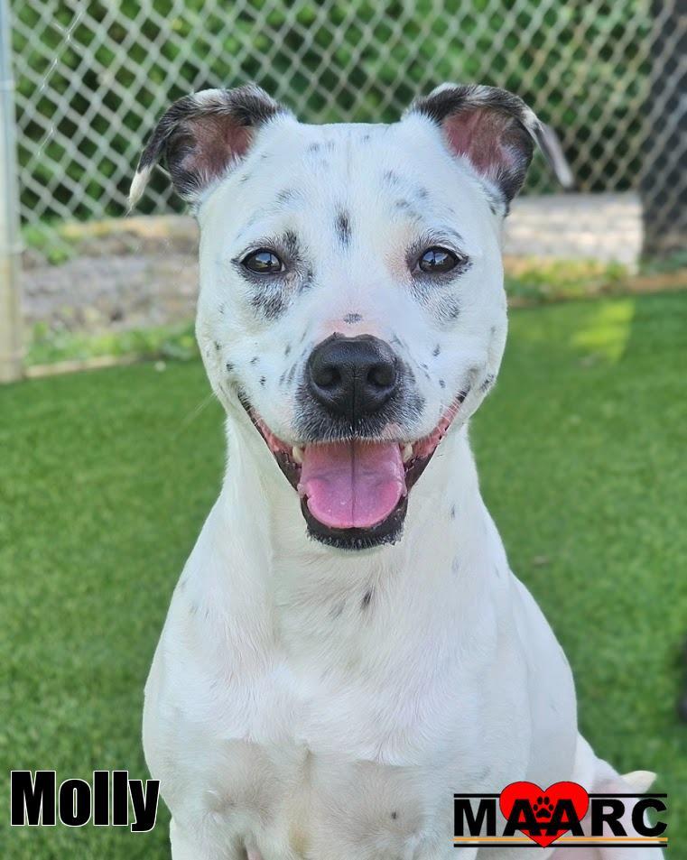 Enlarge Molly, a Adoptable mixed breed in Maryville, TN image 2/2
