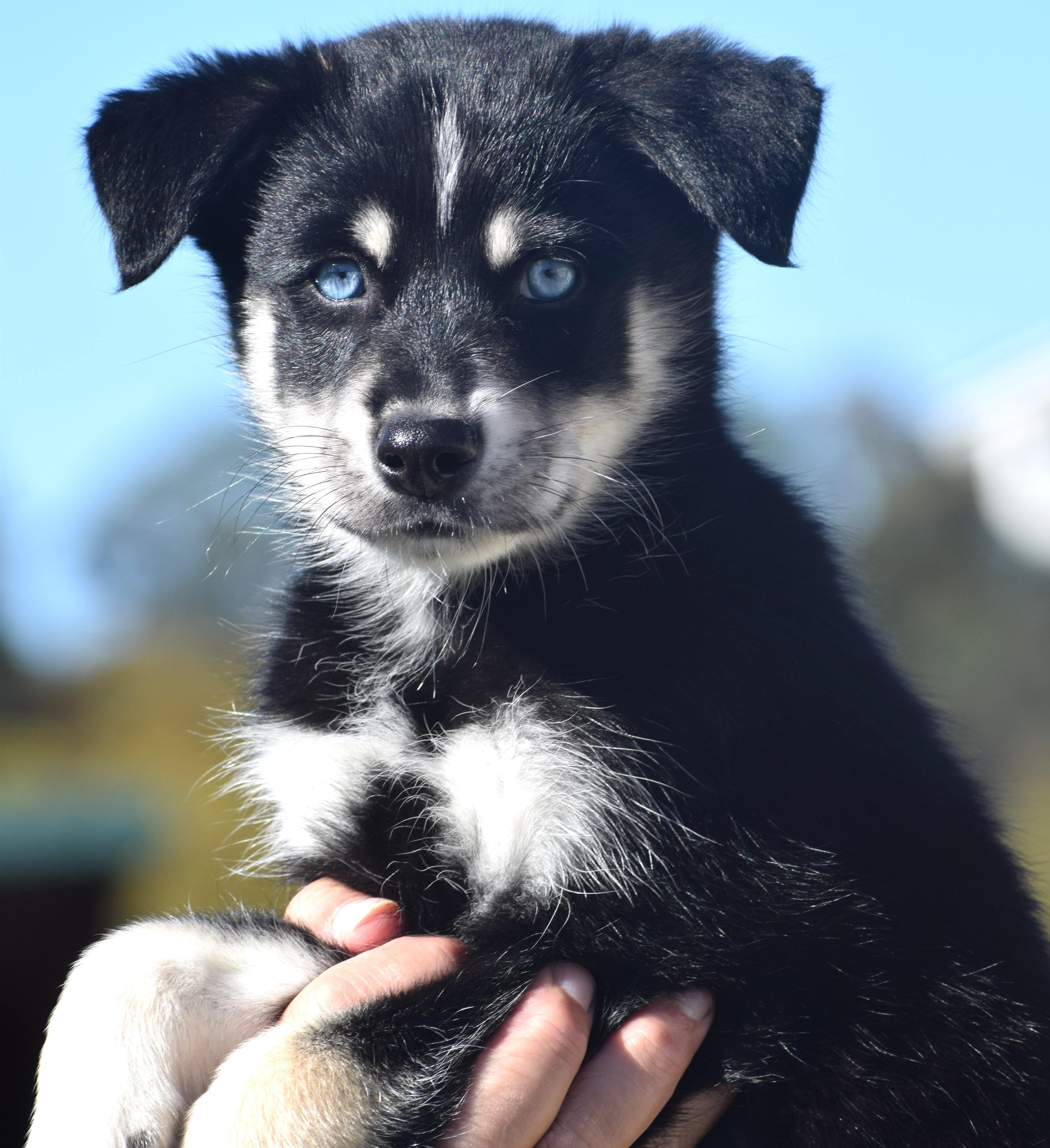 Enlarge 2026Raine, a Adopted mixed breed in Frederick, MD image 2/6