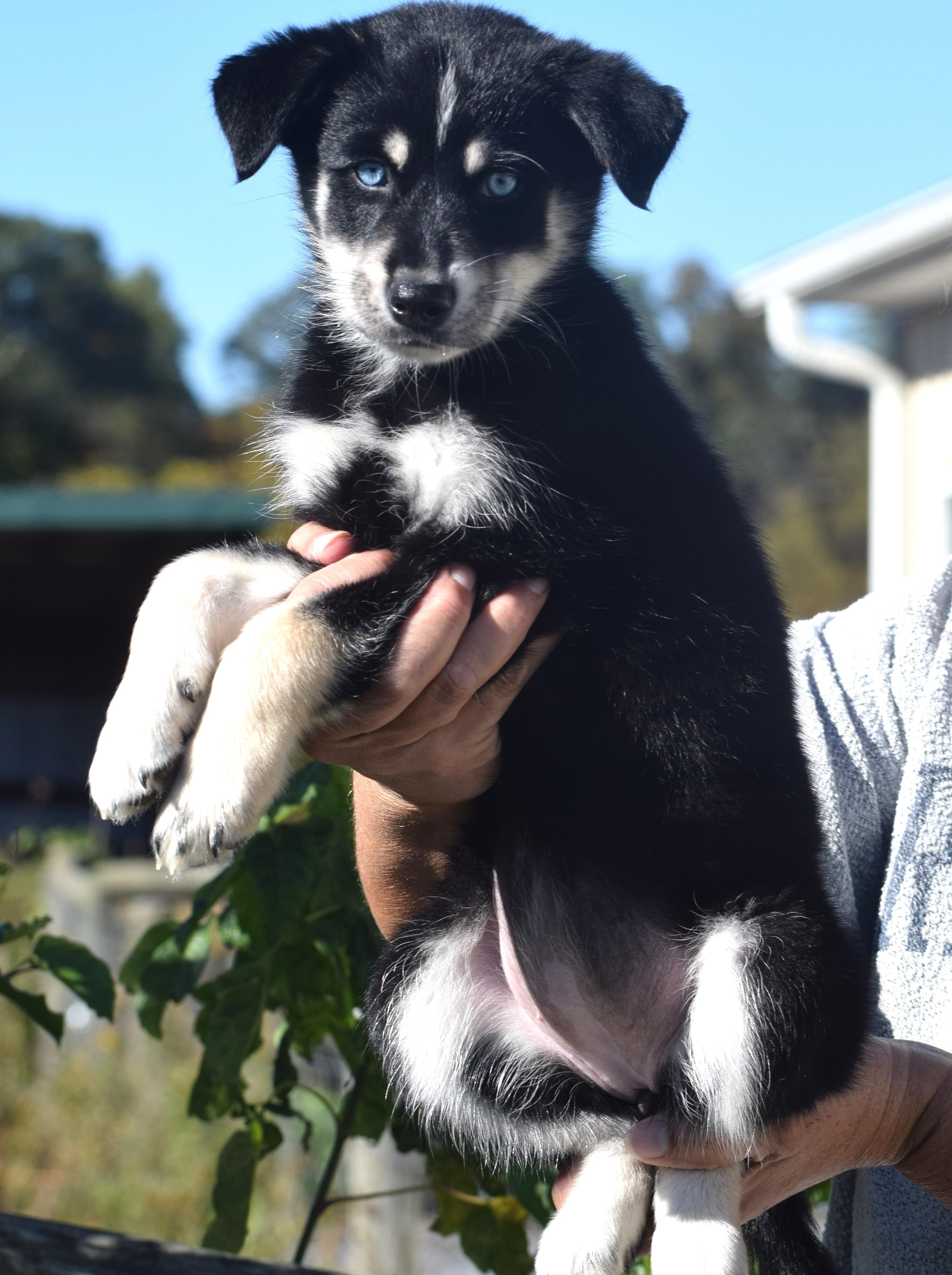 Enlarge 2026Raine, a Adopted mixed breed in Frederick, MD image 5/6