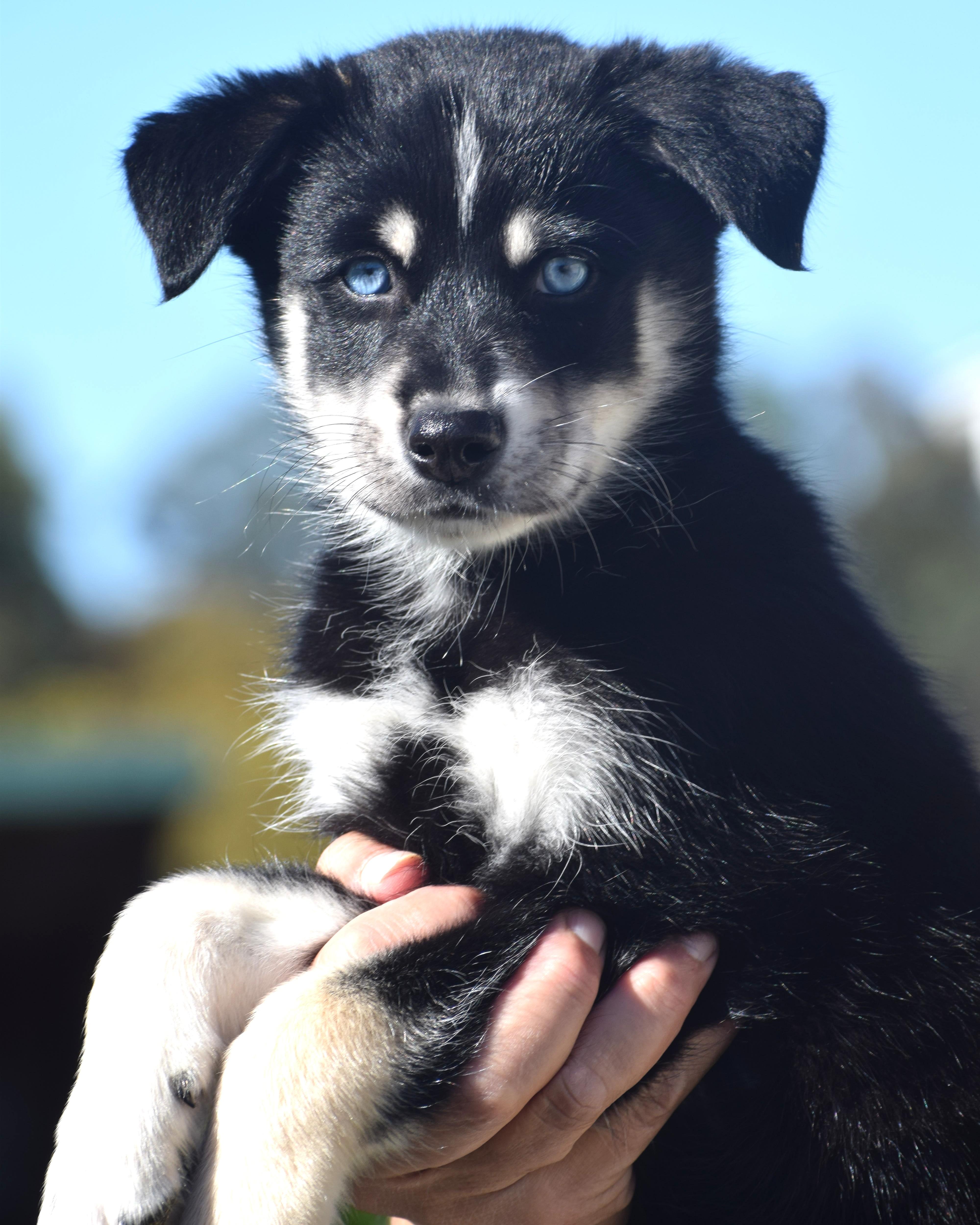Enlarge 2026Raine, a Adopted mixed breed in Frederick, MD image 4/6