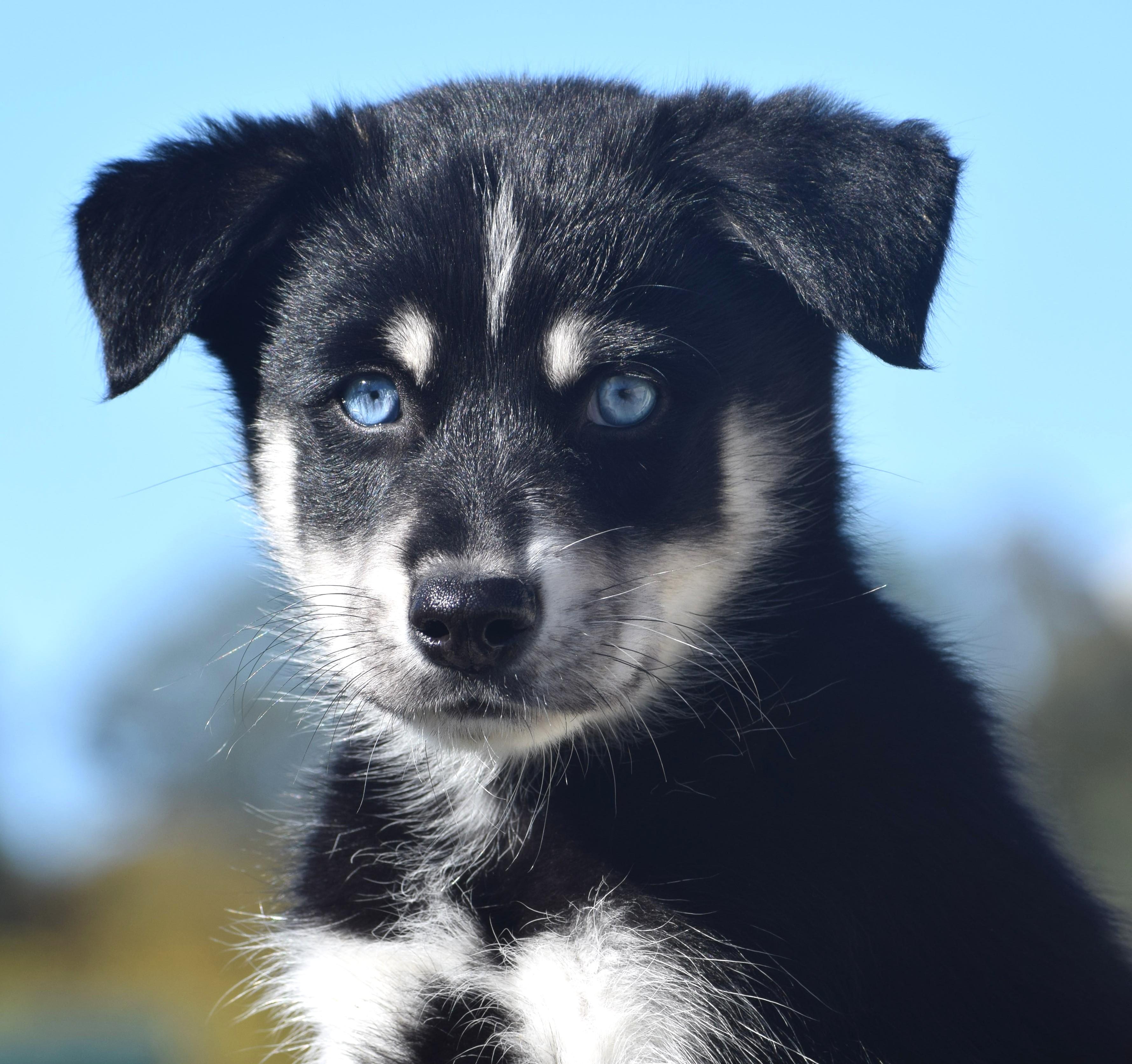 2026Raine, Adopted, Puppy Female Husky.