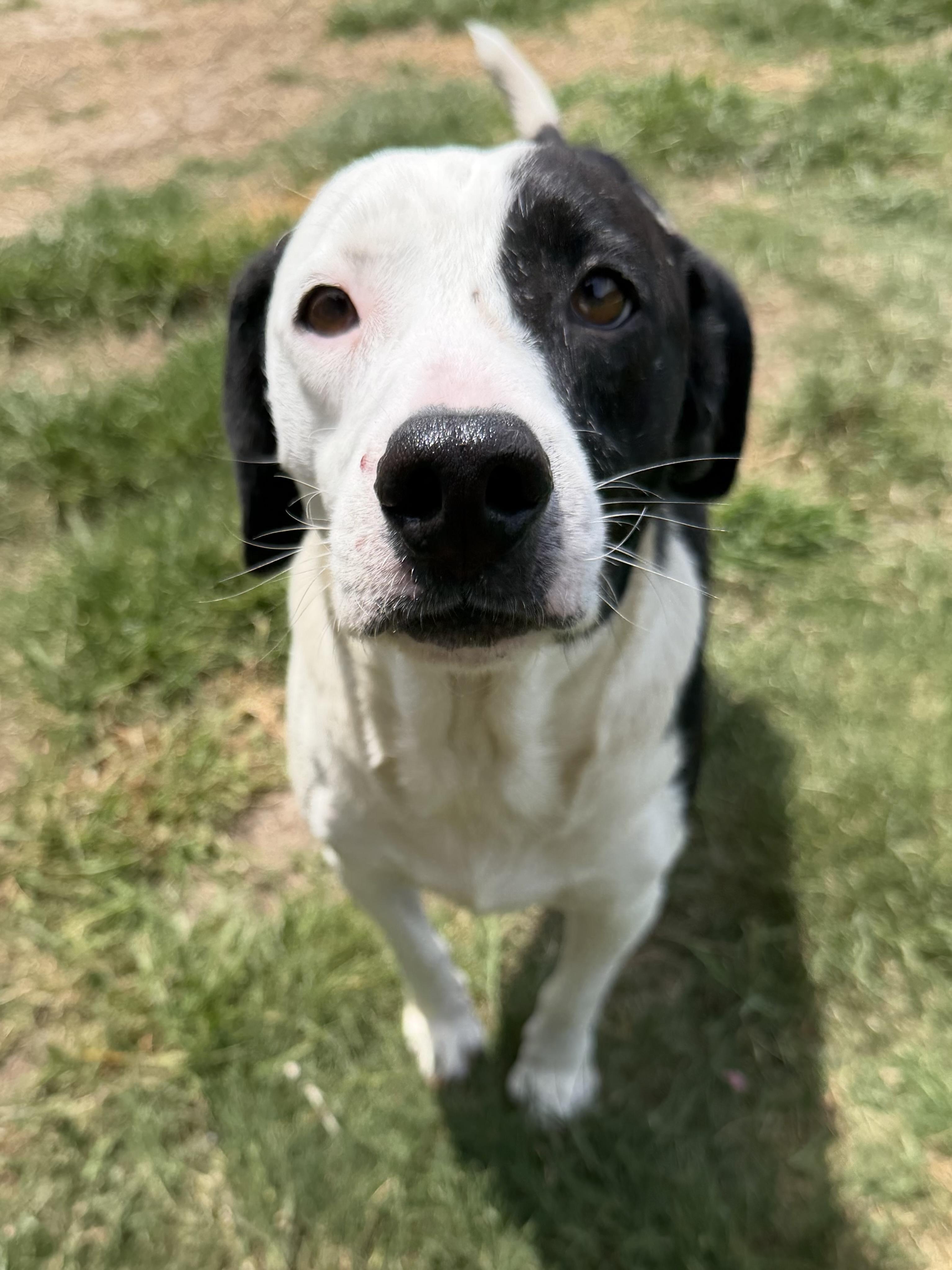 Snoopy, ADOPTABLE, Young Male Beagle.