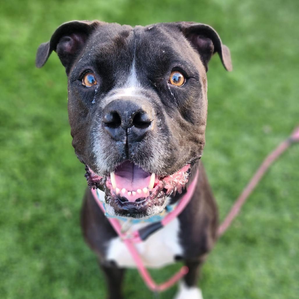 Gregor, Adoptable, Senior Male Boxer & Black Labrador Retriever.