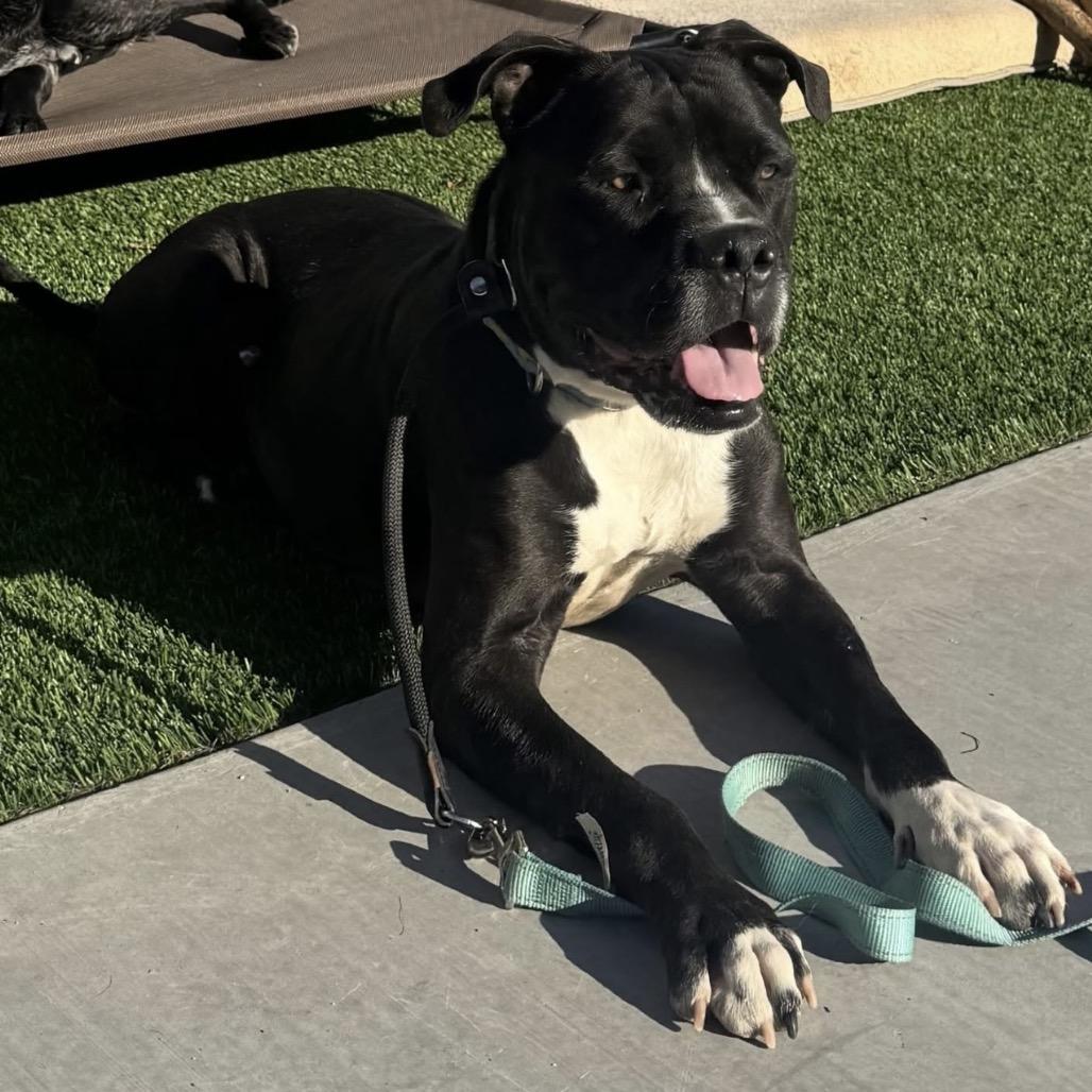 Enlarge Gregor, a Adoptable mixed breed in Phoenix, AZ image 2/6