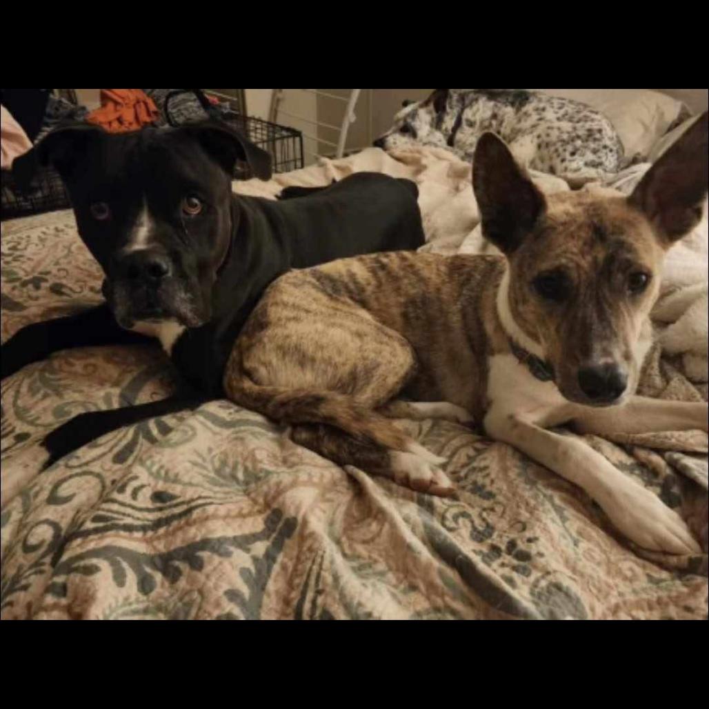 Enlarge Gregor, a Adoptable mixed breed in Phoenix, AZ image 3/6