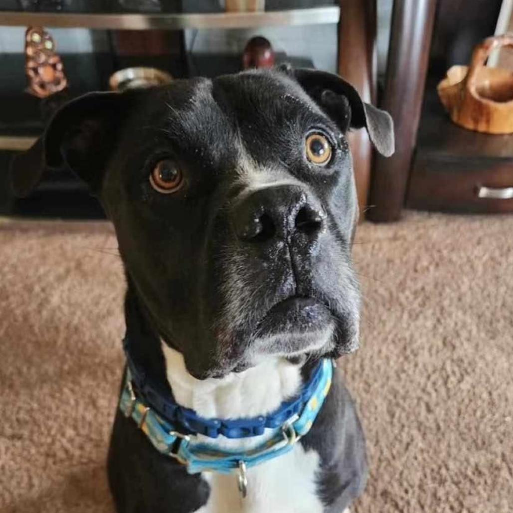 Enlarge Gregor, a Adoptable mixed breed in Phoenix, AZ image 4/6