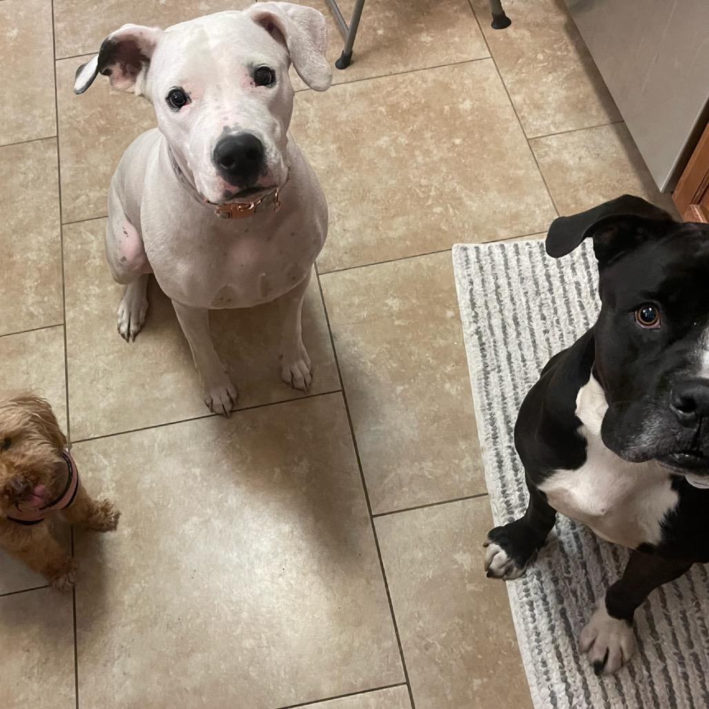 Enlarge Gregor, a Adoptable mixed breed in Phoenix, AZ image 5/6