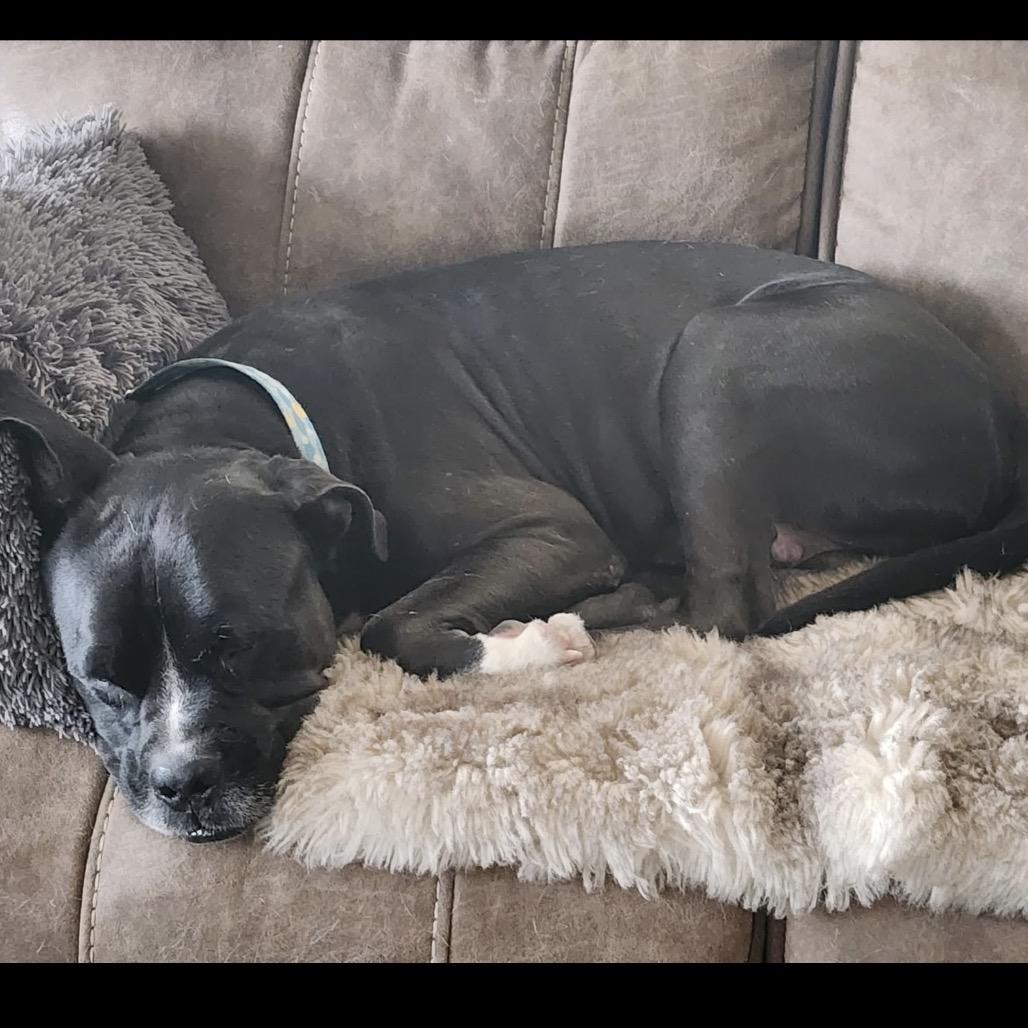 Enlarge Gregor, a Adoptable mixed breed in Phoenix, AZ image 6/6