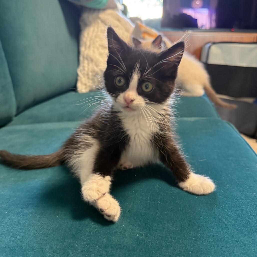 Julie, Adoptable, Kitten Female Domestic Short Hair.