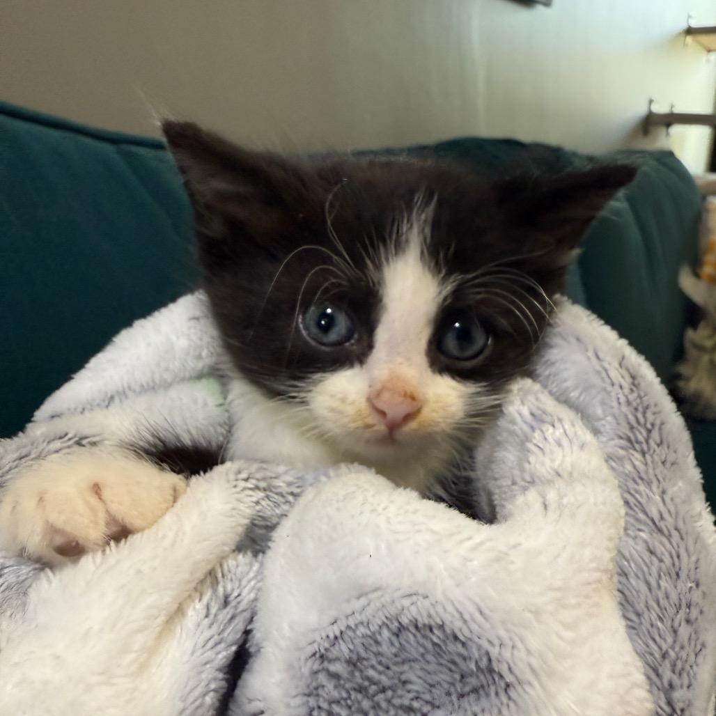 Enlarge Julie, a Adoptable Domestic Short Hair in Los Angeles, CA image 2/3