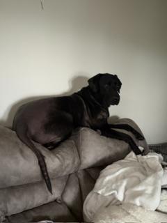 Enlarge Max, a ADOPTABLE Black Labrador Retriever in Indianapolis, IN image 2/3
