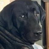 Max, ADOPTABLE, Adult Male Black Labrador Retriever.