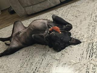 Enlarge Max, a ADOPTABLE Black Labrador Retriever in Indianapolis, IN image 3/3