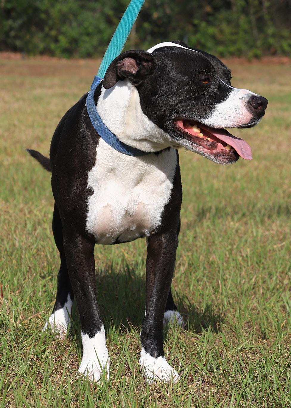 Enlarge Tarzan, a Adoptable mixed breed in North Fort Myers, FL image 2/5
