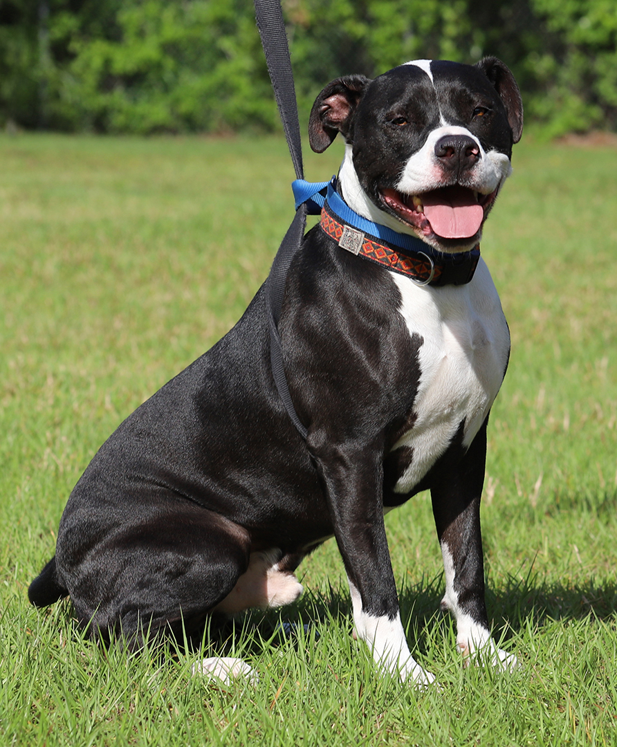 Tarzan, a Adoptable American Staffordshire Terrier in North Fort Myers, FL image 4/4