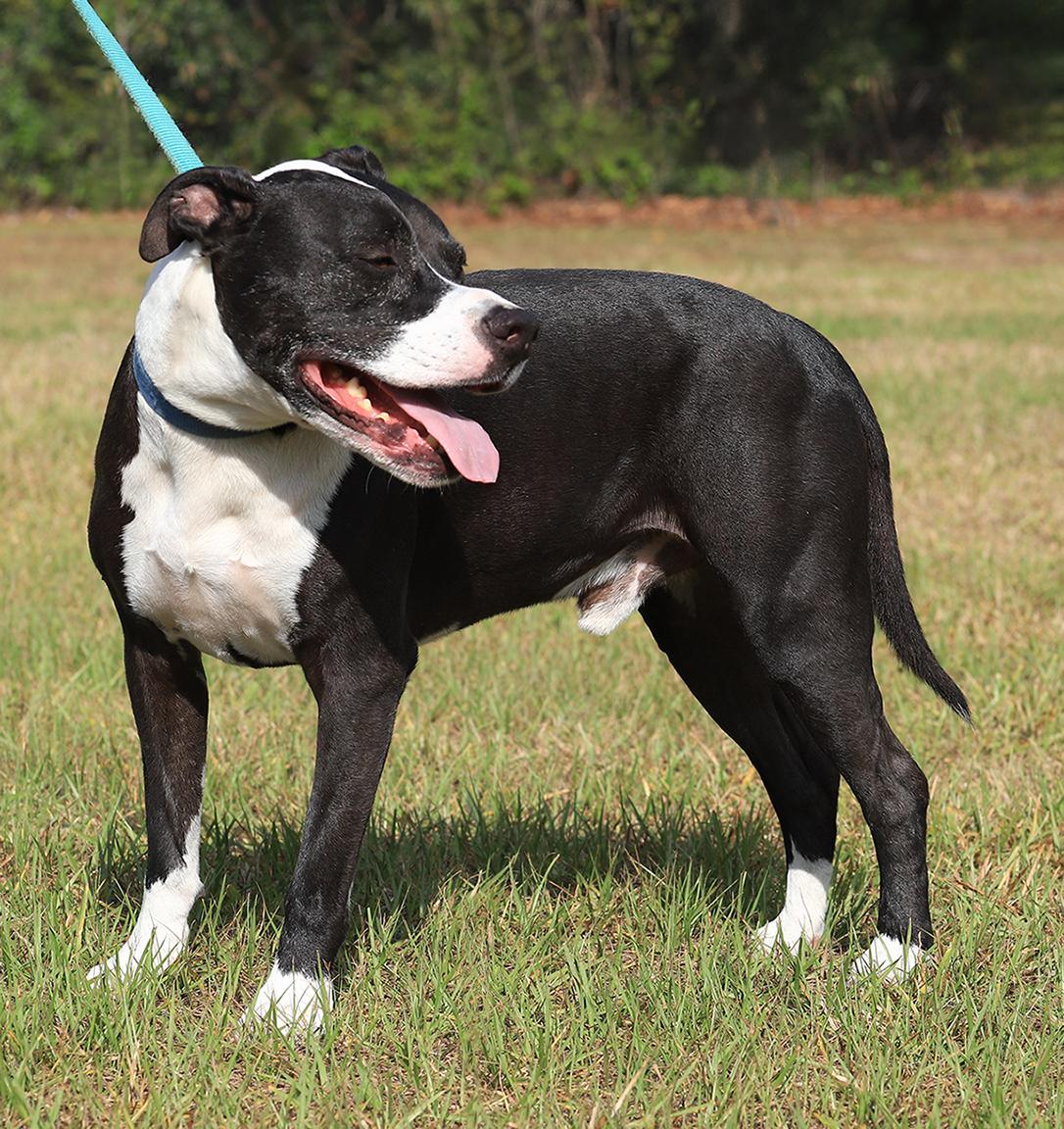 Enlarge Tarzan, a Adoptable mixed breed in North Fort Myers, FL image 4/5