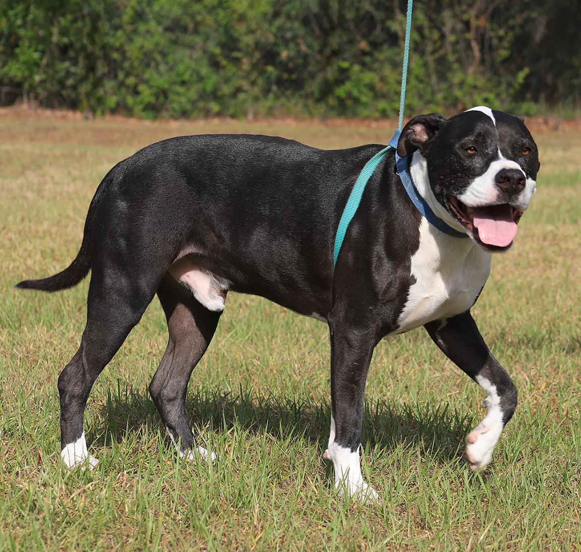 Enlarge Tarzan, a Adoptable mixed breed in North Fort Myers, FL image 3/5