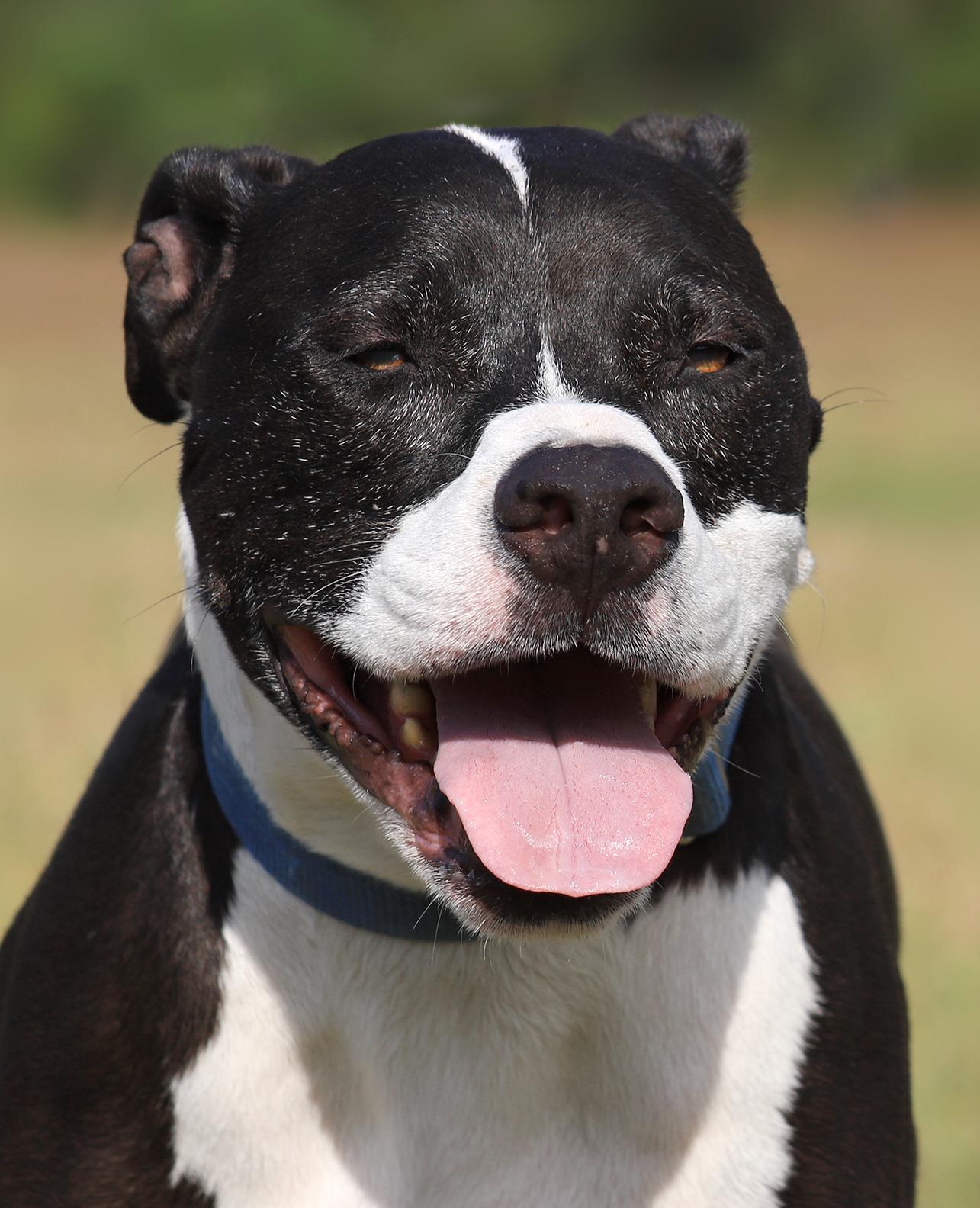 Enlarge Tarzan, a Adoptable mixed breed in North Fort Myers, FL image 1/5