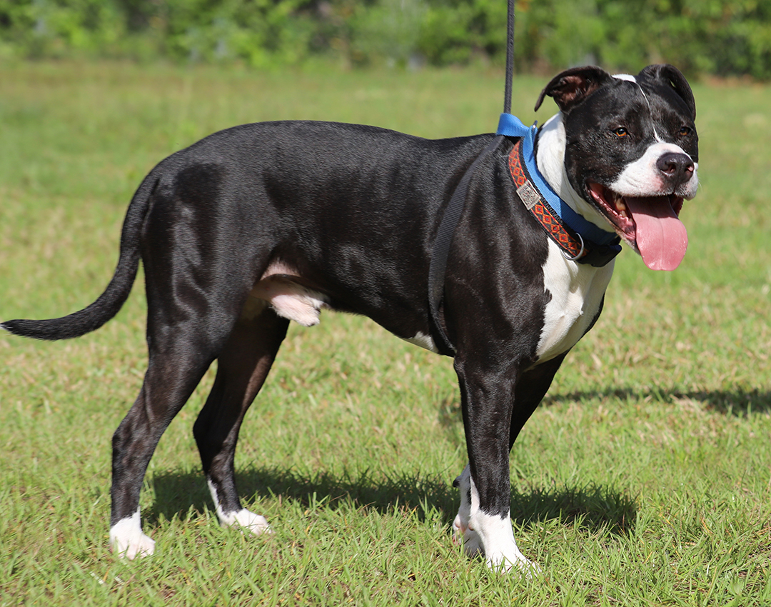 Tarzan, a Adoptable American Staffordshire Terrier in North Fort Myers, FL image 3/4